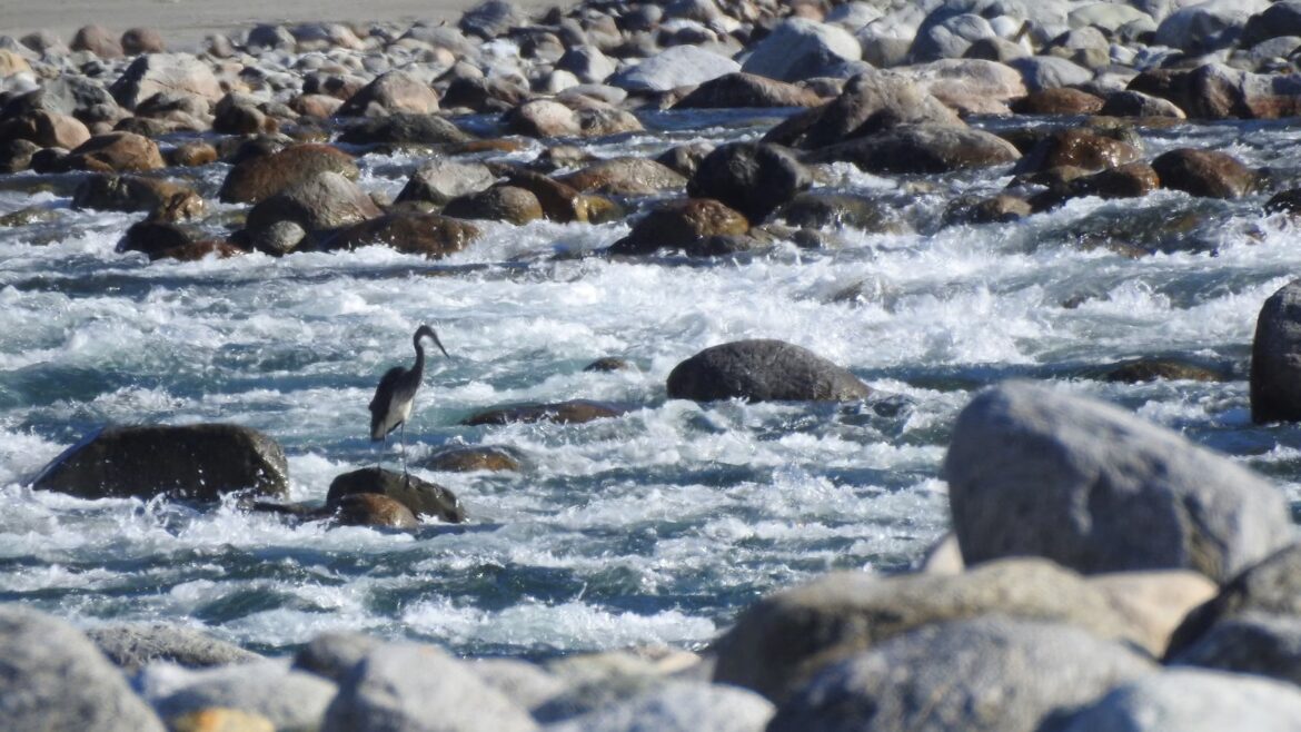 Arunachal Pradesh, Kalai-II hydel project, white bellied heron, indian express